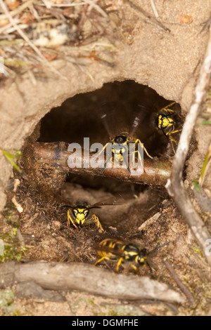 L'allemand, guêpe guêpe européenne, vespiary, Deutsche Wespe, Vespula germanica, Vespa germanica, Paravespula germanica, Wespennest Banque D'Images