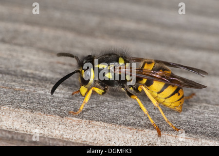 L'allemand, guêpe guêpe européenne, Deutsche Wespe Vespula germanica, Vespa, germanica, Paravespula germanica Banque D'Images