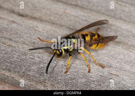 L'allemand, guêpe guêpe européenne, Deutsche Wespe Vespula germanica, Vespa, germanica, Paravespula germanica Banque D'Images