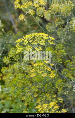 Aneth, l'aneth, Anethum graveolens, Gurkenkraut, épice, Gewürze, Gewürzpflanze Banque D'Images