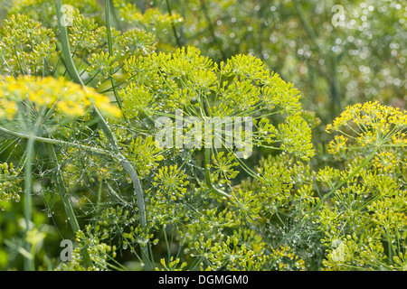 Aneth, l'aneth, Anethum graveolens, Gurkenkraut, épice, Gewürze, Gewürzpflanze Banque D'Images