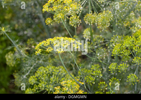 Aneth, l'aneth, Anethum graveolens, Gurkenkraut, épice, Gewürze, Gewürzpflanze Banque D'Images