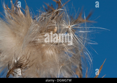 Le chardon, semences, fruits, Distel, Flugsamen Schirmflieger Distelsamen,,, Schirmchenflieger Windflieger Haarfrucht,,, Cirsium spec. Banque D'Images