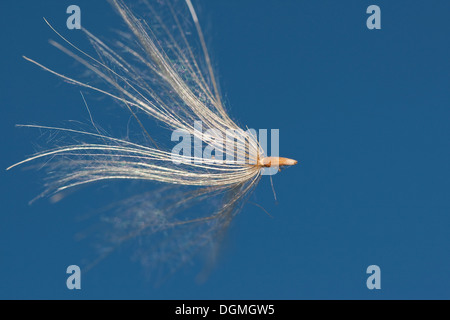 Le chardon, semences, fruits, Distel, Flugsamen Schirmflieger Distelsamen,,, Schirmchenflieger Windflieger Haarfrucht,,, Cirsium spec. Banque D'Images