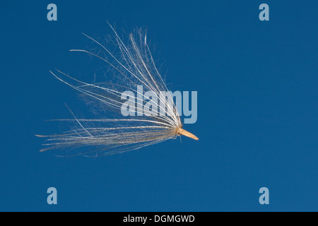 Le chardon, semences, fruits, Distel, Flugsamen Schirmflieger Distelsamen,,, Schirmchenflieger Windflieger Haarfrucht,,, Cirsium spec. Banque D'Images