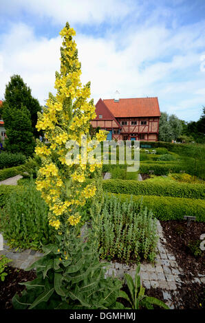 Grande molène, Verbascum thapsus Mullein (commune) dans le jardin du monastère à Ystad, Suède, Europe, Allemagne Banque D'Images