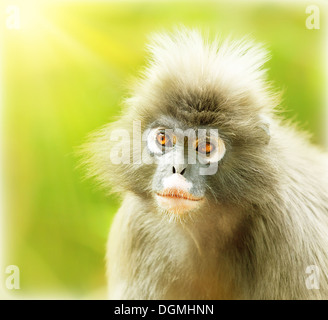 Singe Feuille sombre, Close up portrait of a cute face de singe, les animaux, l'environnement en pleine nature, langur wildlife safari travel Banque D'Images