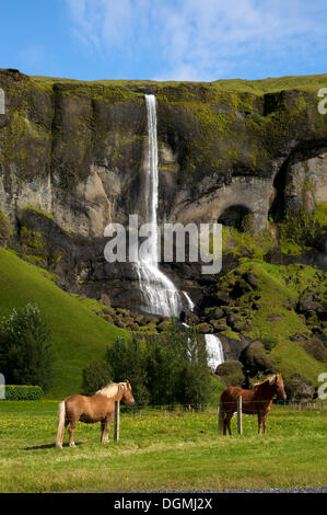 Islande chevaux en face d'une cascade, côte sud, Islande, Europe Banque D'Images