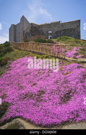 Usine à glace, tété ou Hottentots Carpobrotus edulis (FIG), tapis de fleurs, en face de la Fortezza Vecchia à Capo Cabonara Banque D'Images