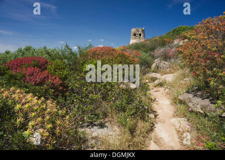 Ruines de la tour sarrasine sur la plage de Cala Porto Giunco, Capo Cabonara, Villasimius, Sarrabus, Province de Cagliari Banque D'Images