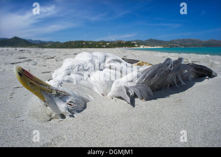 Un goéland pontique (Larus michahellis) se trouve dans le sable sur la plage de Cala Porto Giunco, Villasimius, Sarrabus Banque D'Images