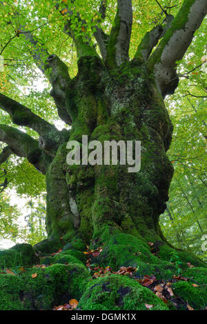 Grand hêtre (Fagus sylvatica) près de l'arrêt Krombach, vestige d'une ancienne haie, entre régions et Sauerland Siegerland, Kreuztal Banque D'Images