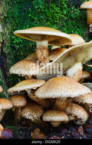 Le miel (champignon Armillaria) croissant sur un vieux tronc couvert de mousse hêtre (Fagus sylvatica), arrêt Krombach, Kreuztal, région Siegerland Banque D'Images