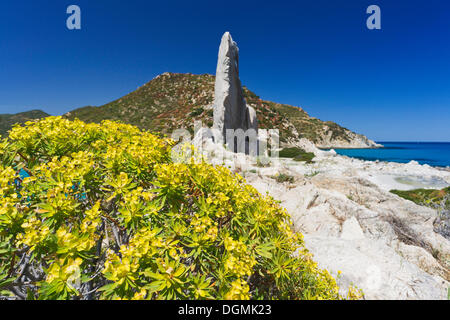 L'euphorbe ésule (Euphorbia dendroides arbre), sur la plage de Punta Molentis, Villasimius, Sarrabus, Cagliari, Sardaigne, Italie province Banque D'Images