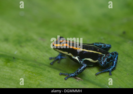 Un poison dart frog (Ranitomeya uakarii) perché sur une feuille dans la forêt amazonienne dans la région de Loreto, au Pérou. Banque D'Images