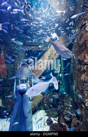 Dans l'Aquarium Lost Chambers, un parc à thème basé sur la légende d'Atlantis, Atlantis Hotel, le Palm Jumeirah, Dubaï Banque D'Images