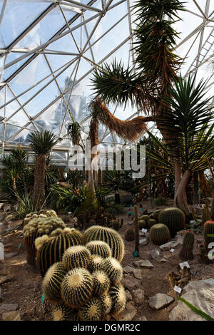 La végétation avec Golden Barrel cactus Cactus ou belle-mère (Echonocactus - coussin), l'affichage de l'usine maison, parc Grugapark Banque D'Images