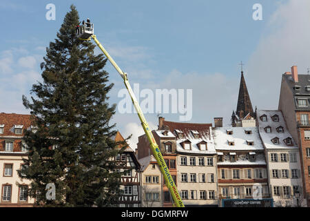 Sapin de Noël géant en face de la vieille ville de maisons, avec une plate-forme de levage en haut, Place Kléber, Strasbourg Banque D'Images