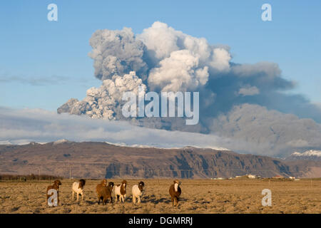 Islande chevaux devant le nuage de cendres du volcan Eyjafjallajoekull, Landeyjar, Sud de l'Islande, Islande, Europe Banque D'Images