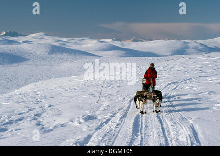 L'équipe de chiens de traîneau sur le Finnmark, Laponie, Norvège, Europe Banque D'Images