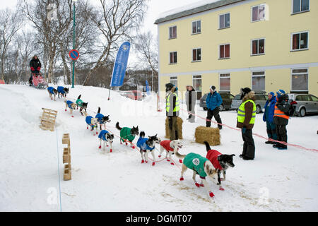 Musher d'atteindre le point de contrôle à la Finnmarksløpet, course de chiens de traîneau la plus septentrionale au monde, Finnmark, Norvège, Laponie Banque D'Images