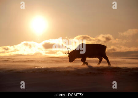 Silhouette d'un jeune mâle Renne du Svalbard (Rangifer tarandus platyrhynchus) en quête de nourriture dans les eaux glacées, soulevée par le vent Banque D'Images