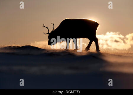 Silhouette d'un jeune mâle Renne du Svalbard (Rangifer tarandus platyrhynchus) en quête de nourriture dans les eaux glacées, soulevée par le vent Banque D'Images