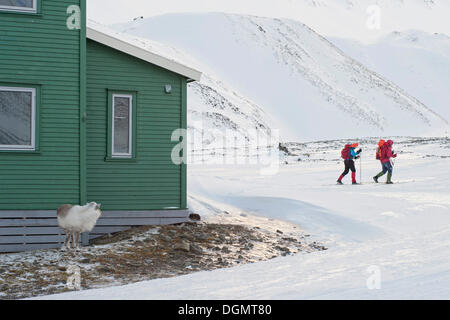 Renne du Svalbard (Rangifer tarandus platyrhynchus), en quête de nourriture entre les roches à proximité d'une chambre Banque D'Images