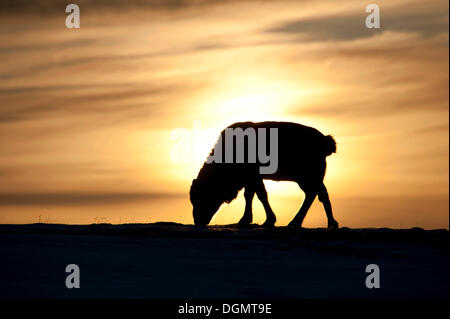 Renne du Svalbard (Rangifer tarandus platyrhynchus), sans bois, se découpant dans le lever du soleil, Adventdalen, Longyearbyen Banque D'Images