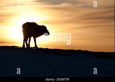 Renne du Svalbard (Rangifer tarandus platyrhynchus), sans bois, se découpant dans le lever du soleil, Adventdalen, Longyearbyen Banque D'Images