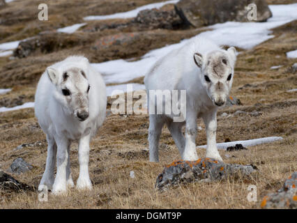 Deux jeunes Renne du Svalbard (Rangifer tarandus platyrhynchus) dans leur manteau d'hiver, Gipsvika, Isfjorden, Spitsbergen, Svalbard Banque D'Images