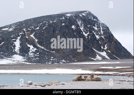 Les morses mâles (Odobenus rosmarus) reposant sur le sol, l'Phippsøya, Sjuøyane, archipel du Svalbard, Svalbard et Jan Mayen (Norvège) Banque D'Images