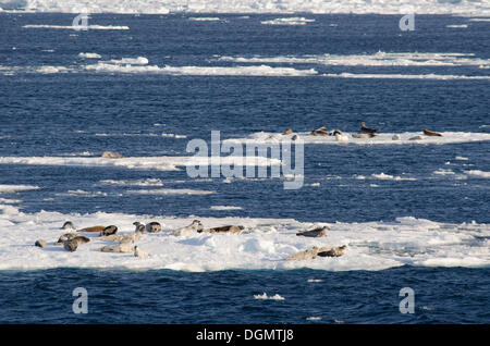 Groupe de phoques du Groenland (Pagophilus groenlandicus, Phoca groenlandica), sur les glaces en dérive, glaces, l'île de Spitsbergen Banque D'Images