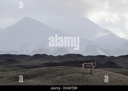 Renne du Svalbard (Rangifer tarandus platyrhynchus) dans le paysage de la moraine du glacier, Van Keulenfjorden Nathorstbreen Banque D'Images