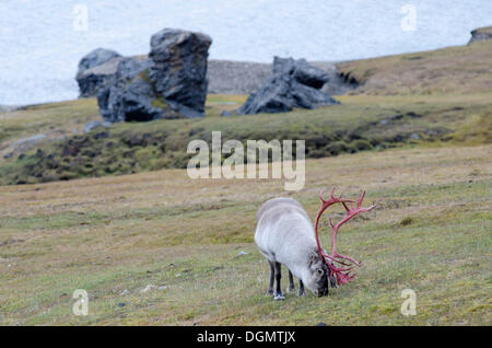 Homme Renne du Svalbard (Rangifer tarandus platyrhynchus) en velours rouge-sang avec panache, Alkhornet, Trygghamna, Isfjorden Banque D'Images