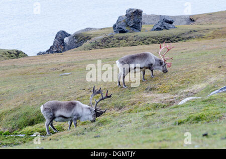 Deux hommes Renne du Svalbard (Rangifer tarandus platyrhynchus) à différents stades de velours, Alkhornet, Trygghamna, Isfjorden Banque D'Images