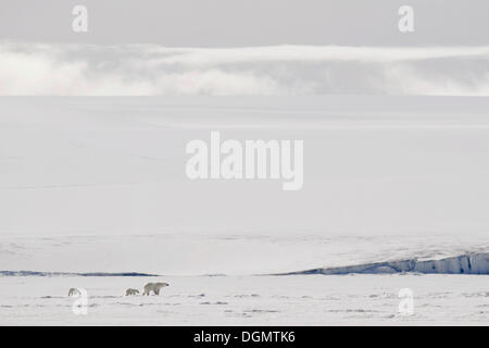 L'ours polaire (Ursus maritimus) avec deux oursons sur la glace de mer, l'île de Spitsbergen, Bjørnesund, archipel du Svalbard Banque D'Images