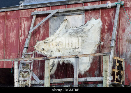 Le séchage de la peau de l'ours polaire sur un châssis à l'extérieur d'une maison à l'Ittoqqortoormiit Scoresbysund, règlement, Ostgrönland, Groenland Banque D'Images