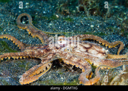 Bras long du poulpe, le Détroit de Lembeh, Indonésie Banque D'Images