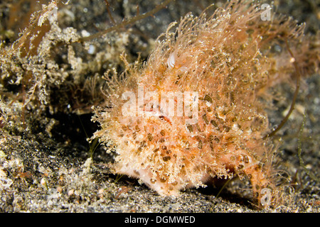 Poisson grenouille strié ou poilue - Antennarius striatus, Détroit de Lembeh, Indonésie Banque D'Images