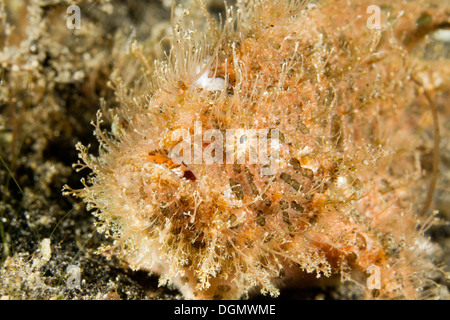 Poisson grenouille strié ou poilue - Antennarius striatus, Détroit de Lembeh, Indonésie Banque D'Images