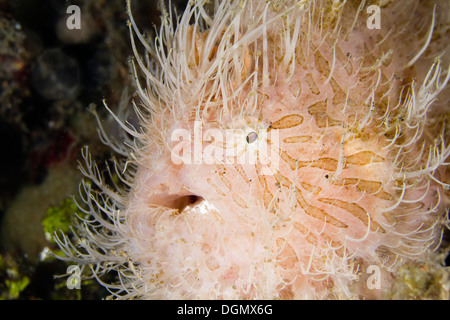 Poisson grenouille strié ou poilue - Antennarius striatus, Détroit de Lembeh, Indonésie Banque D'Images