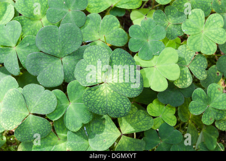 Les feuilles d'oseille bois commun Banque D'Images