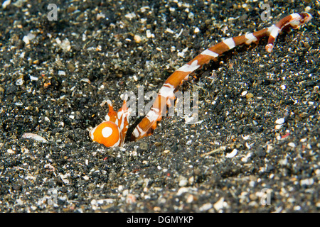 - Wonderpus Wunderpus photogenicus, Détroit de Lembeh, Indonésie Banque D'Images