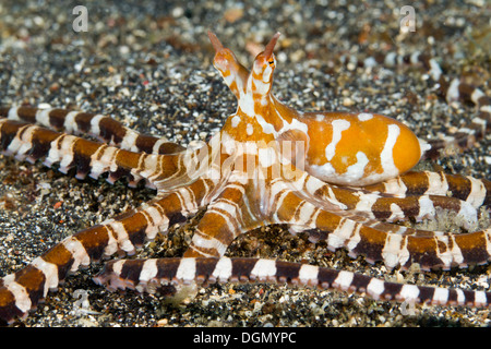 - Wonderpus Wunderpus photogenicus, Détroit de Lembeh, Indonésie Banque D'Images