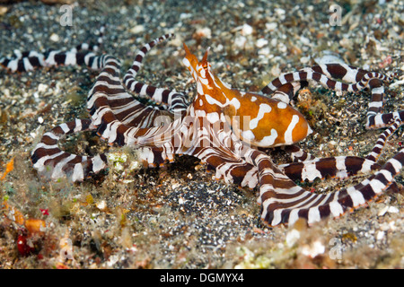 - Wonderpus Wunderpus photogenicus, Détroit de Lembeh, Indonésie Banque D'Images