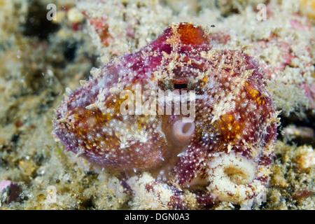 Poison Ocellate mototi - Octopus Octopus, le Détroit de Lembeh, Sulawesi, Indonésie Banque D'Images