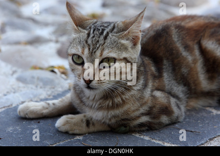 Acquapendente, Italie, chat domestique Banque D'Images