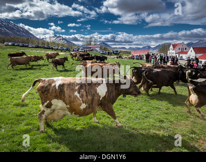 Regarder les gens comme les vaches laitières sont libres d'errer autour de après avoir été enfermée à l'intérieur, Akureyri, Islande Banque D'Images