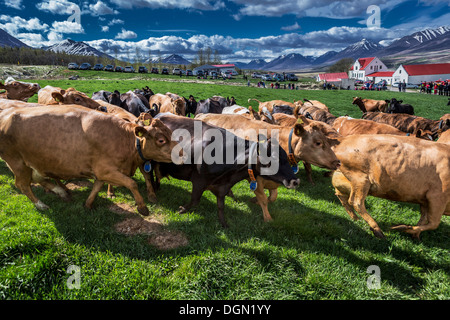 Regarder les gens comme les vaches laitières sont libres d'errer autour de après avoir été enfermée à l'intérieur, Akureyri, Islande Banque D'Images